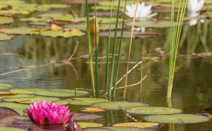 ACT and Feeling Good