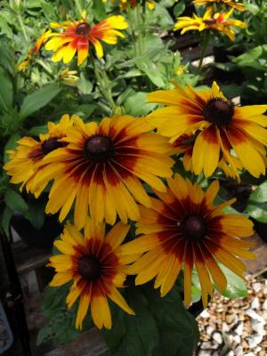 fb6c44c55f92f4094a426794227641f5