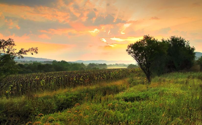 ACT, its best friend COMPASSION, and DEFUSION TECHNIQUES