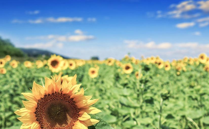 ACT, its best friend COMPASSION, and RESILIENCE